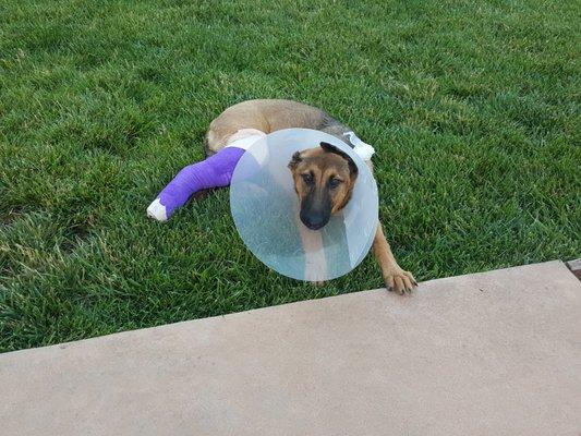 I stayed at Starr Pet Resort and all I got was this broken leg and a huge doctor bill.