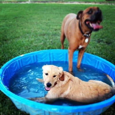 Swimming at the dog park!