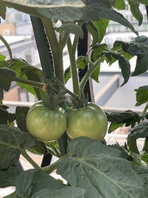 Hydroponic tomatoes.