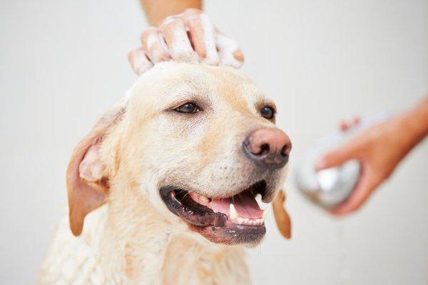 Specialty Shampoo & Conditioner - We have shampoos that can help relieve itchy skin, skin allergies, detangle, or remove fleas and ticks!