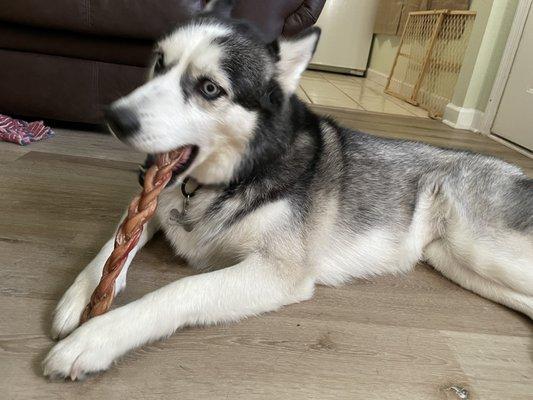 Braided bully stick