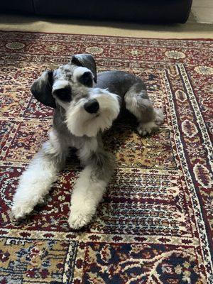 After groom - such a handsome boy!