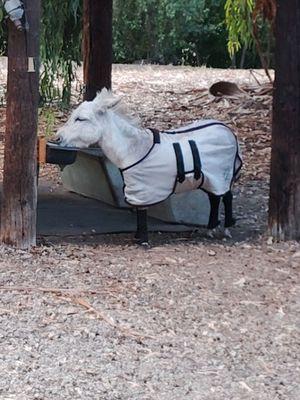 The park's famous donkeys!