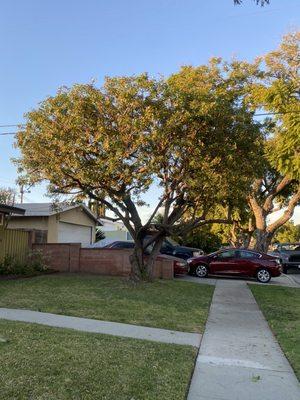 Pepper tree trimmed