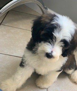 Meet our mini tri-colored Sheepadoodle, Moki!