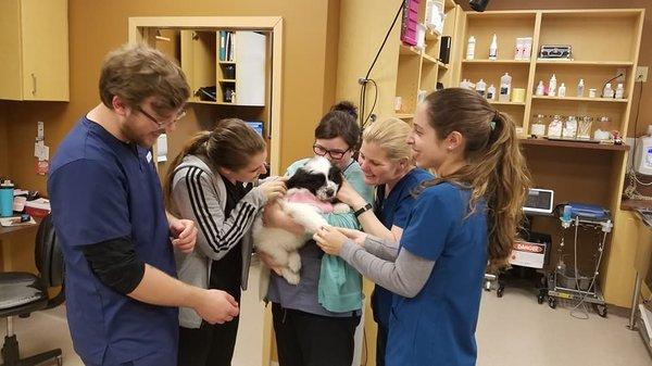 When a new puppy come into the hospital.... everyone loses their minds! If you could have heard the noises the humans made over this baby