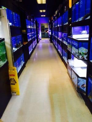 One aisle of their fish