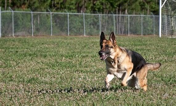 Longoriahaus Dog Training -In Pursuit of the Total Dog-