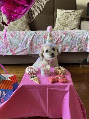 Birthday cake and dog cookies