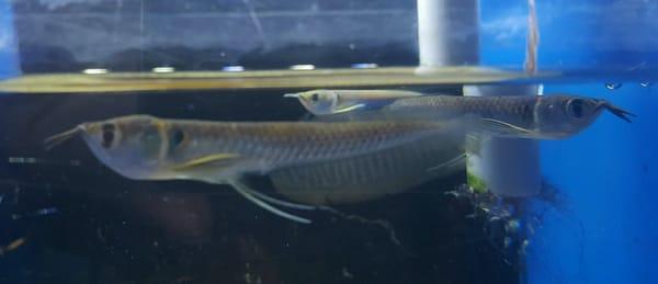 Arowana