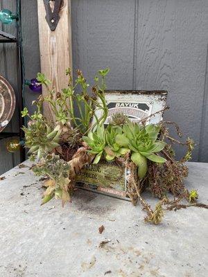 Succulent arrangement with mealy bugs.