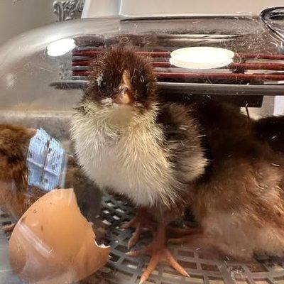 Our baby chick we hatched in the spring.