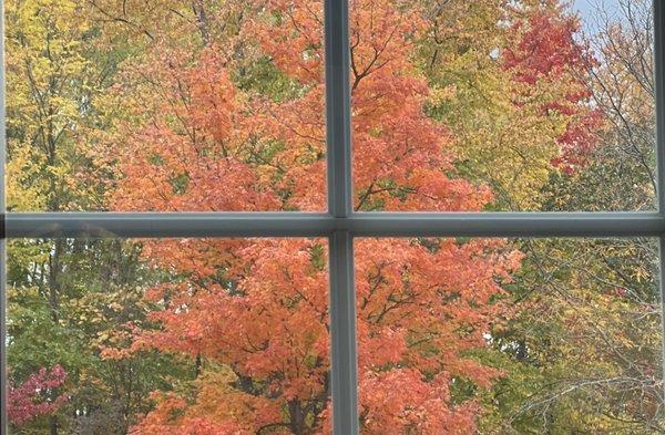 Tree outside of the window as I waited for my numbing to kick in before I got my filling.