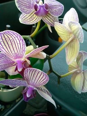 Would not expect a gorgeous double Orchid for under $7. Do not under estimate them for deals!  :-)