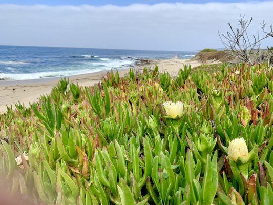 Ribera beach aka Middle Beach , Carmel CA  4/14/2021