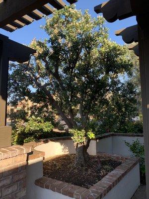 Front yard courtyard tree to shade afternoon sun and provide privacy.