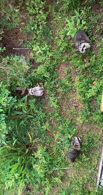 Masked bandits begging