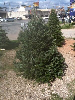 Fraser Fir