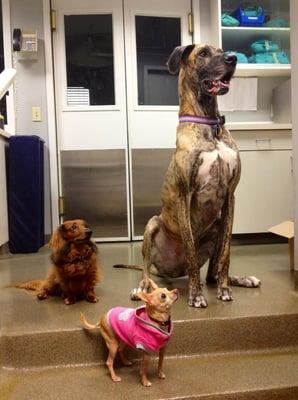 Kimi, Dash, and Macey are three of our staff's pets.