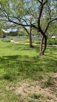 Long shot of the garden near the blind.