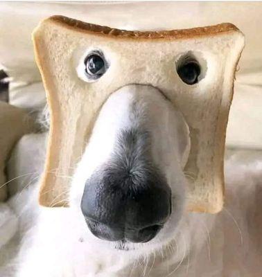 A pure bread dog!