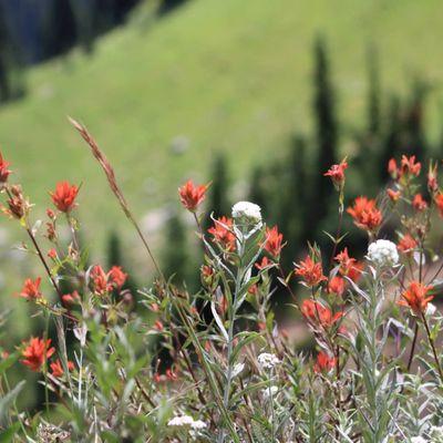 So many wildflowers!