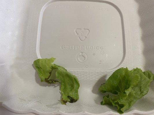 Bad lettuce