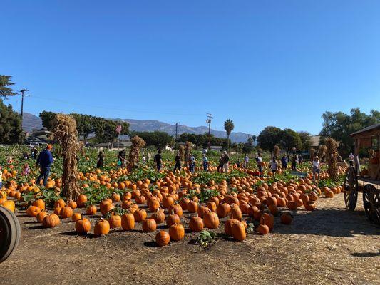 Pumpkin patch