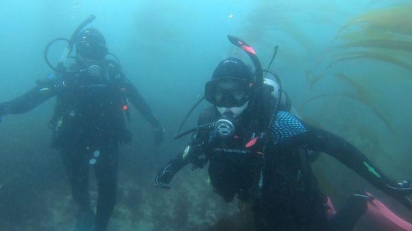 La Jolla cove, kelp, divers, scuba, PADI