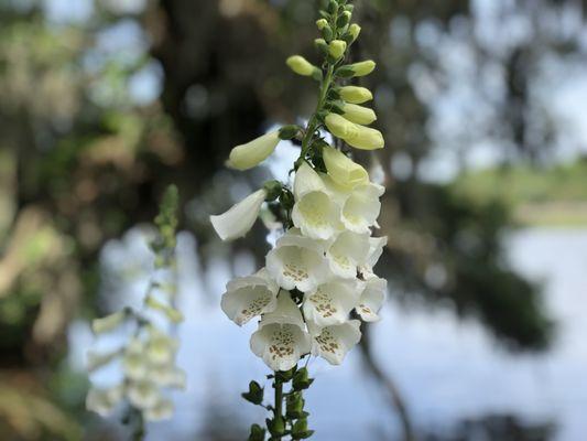 Flowers.