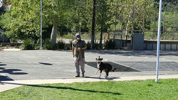 Sammy getting buzzed to teach her to stay away from Rattlesnakes at the Rattlesnake Aversion Training class