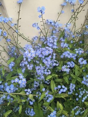 Forget me nots- state flower of Alaska