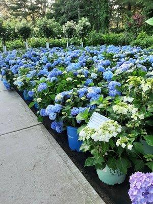 Hydrangea collection