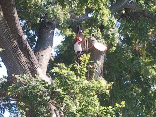 Large Tree Removal, Newburgh, IN