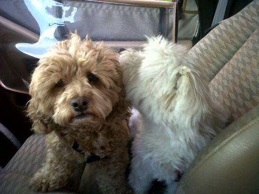 Zoe telling secrets to Lula on the car ride to the park!