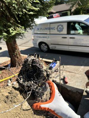 Roots in the main house sewer line