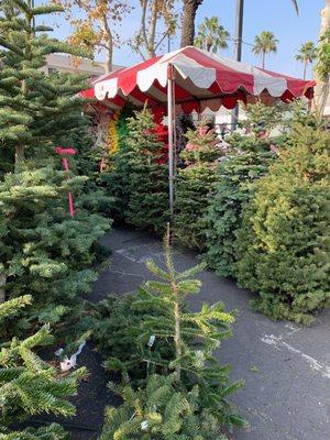 Baldwin Hills Christmas Tree