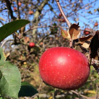 A & M Farm Orchard