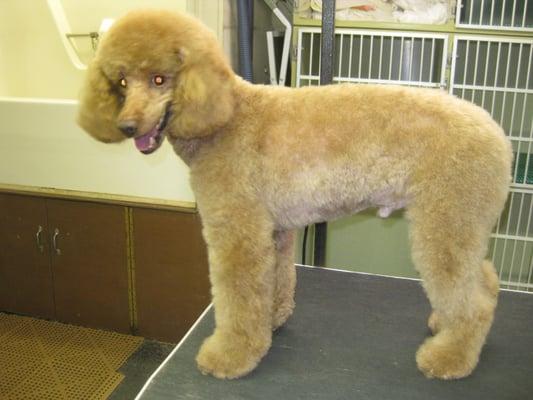 Grooming - poodle side.