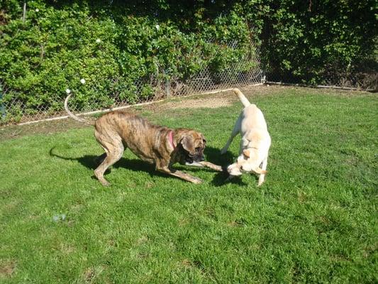 Badger Creek Kennels