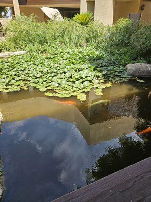 Love this Koi pond