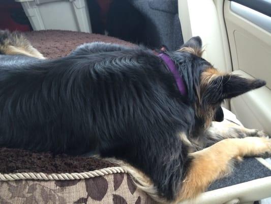 Your dog will do this the whole way home!