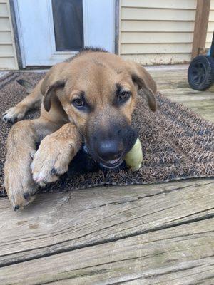 Frankie enjoying the afternoon on the deck.