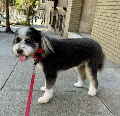 Second visit to Showtime Grooming and Bernard makes me look so dashing and handsome with my new red bow tie.