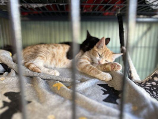 Cuddly kittens taking a nap.