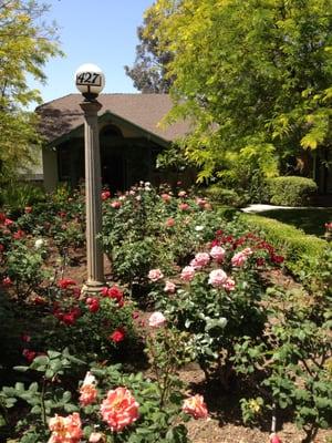 Come a little early and enjoy our rose garden.