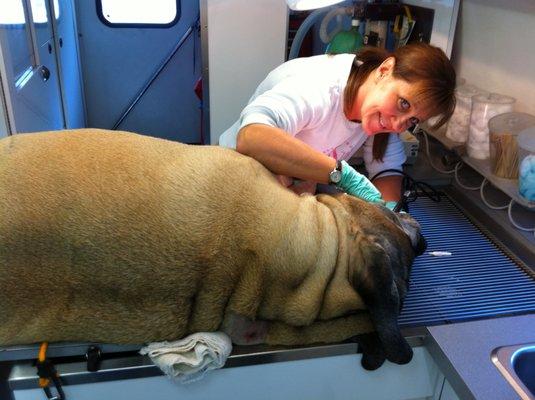 Cindy performing dentistry on small 220 lb Mastiff.