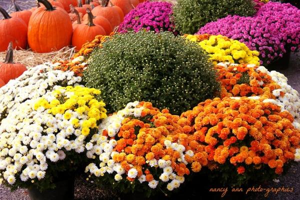 Olish Farms has some beautiful mums this time of year! Photo by http://nancyannphotos.com