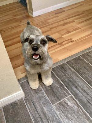 Freshly cut schnauzer