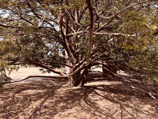 Finding some shade (can you find the Easter eggs?)